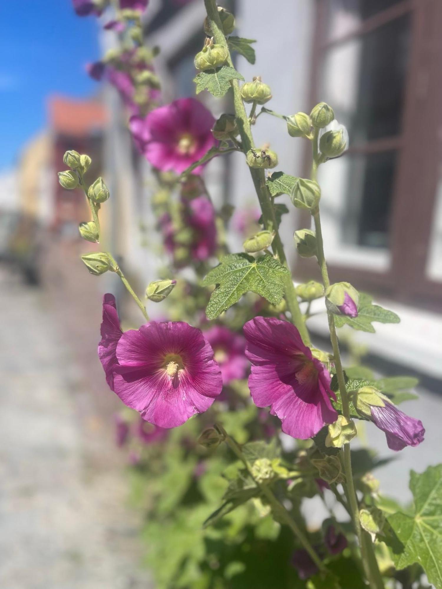 Blackberryhouse Ærøskøbing Dış mekan fotoğraf