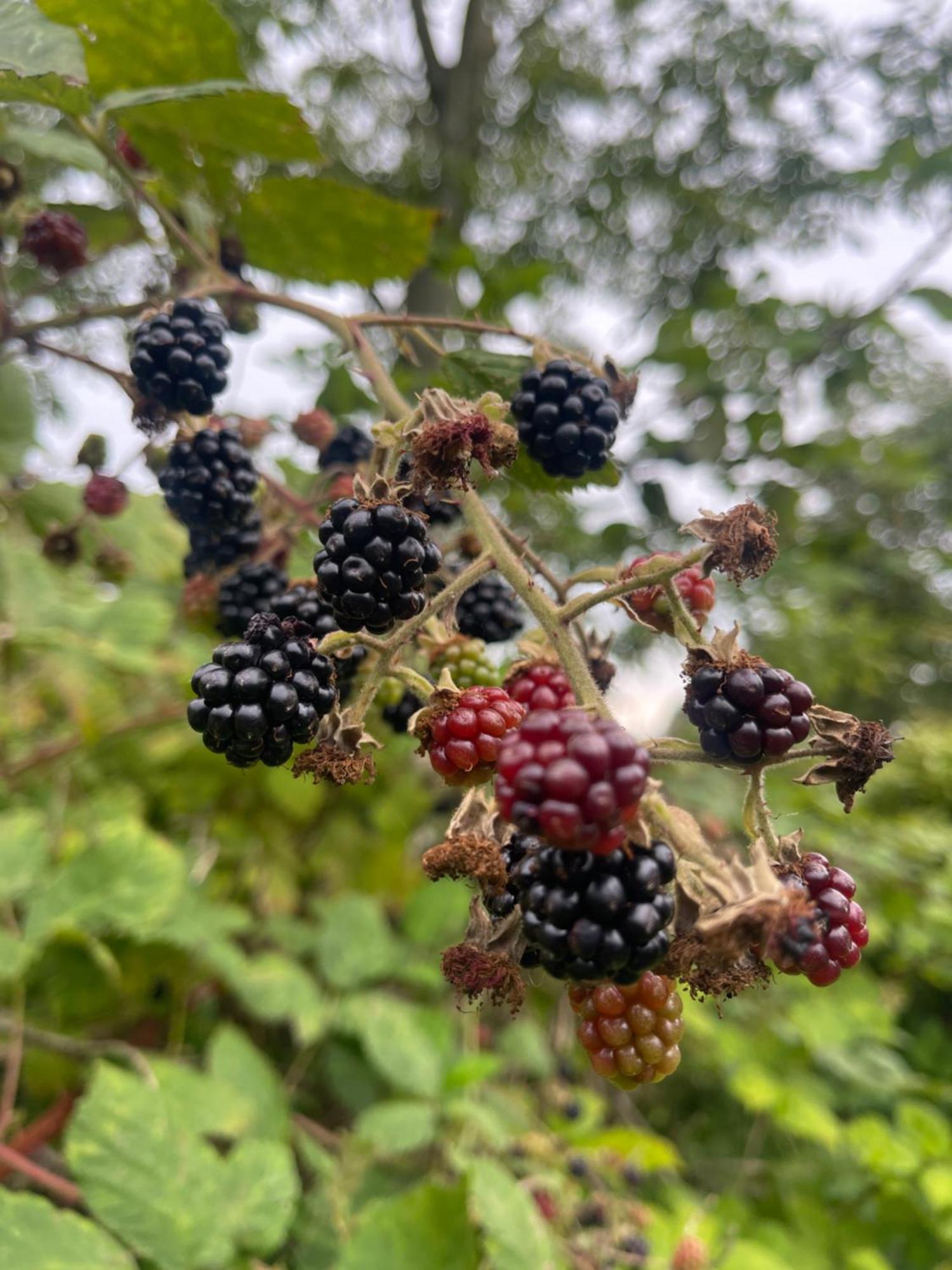 Blackberryhouse Ærøskøbing Dış mekan fotoğraf